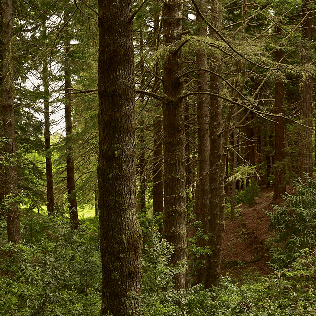 QUEIMADAS Y CALDÓN VERDE