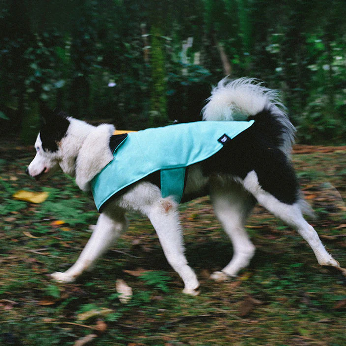 ZEEDOG Winter Coat MINT 1