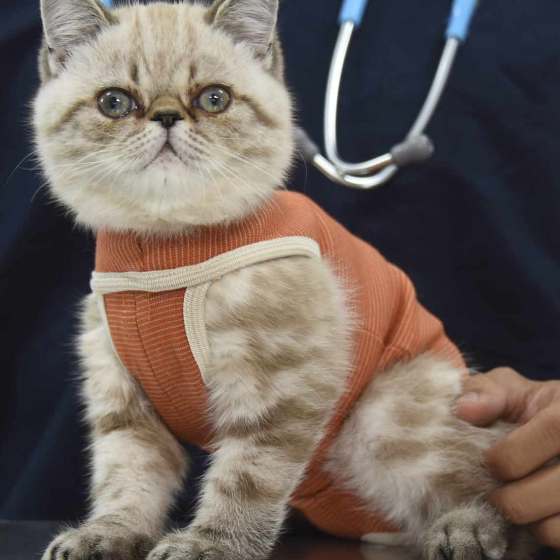 Kimba Pets Body Cobre Tradicional 4