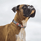 ZeeDog Collar MAHALO - thumbnail 3