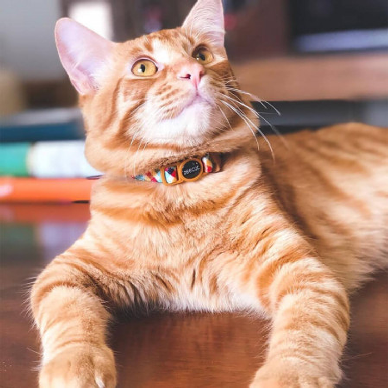 ZeeCat Collar PHANTOM Talla Unica 3