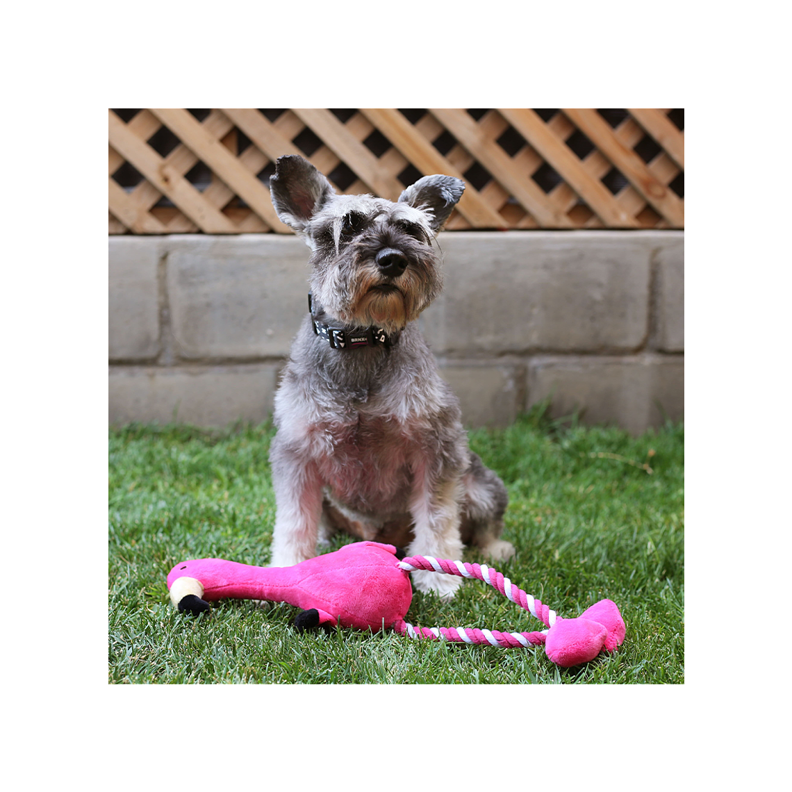 BRNX JUGUETE PLUSH CUERDA FLAMENCO XL 2