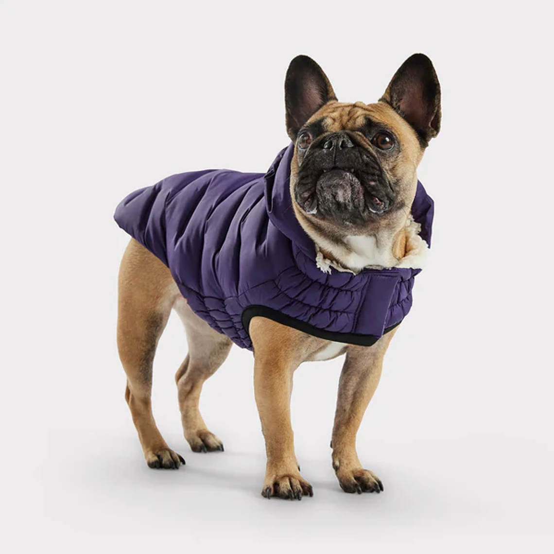 GF PET PARKA CLOUD PURPURA XL 5