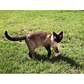 BRNX JUGUETE CAT MAXI TOY ZANAHORIA COVID - thumbnail 2