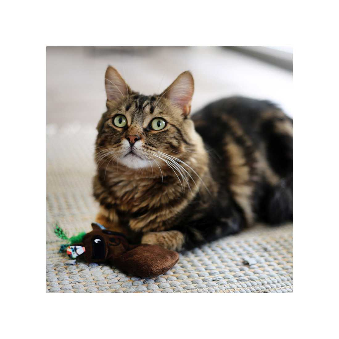 BRNX JUGUETE CAT MAXI TOY MAPACHE 2