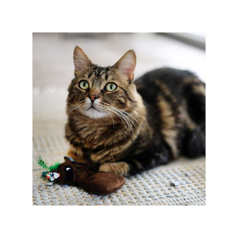 BRNX JUGUETE CAT MAXI TOY MAPACHE 2