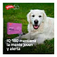 IQ180 activador de la función neuronal - thumbnail 2