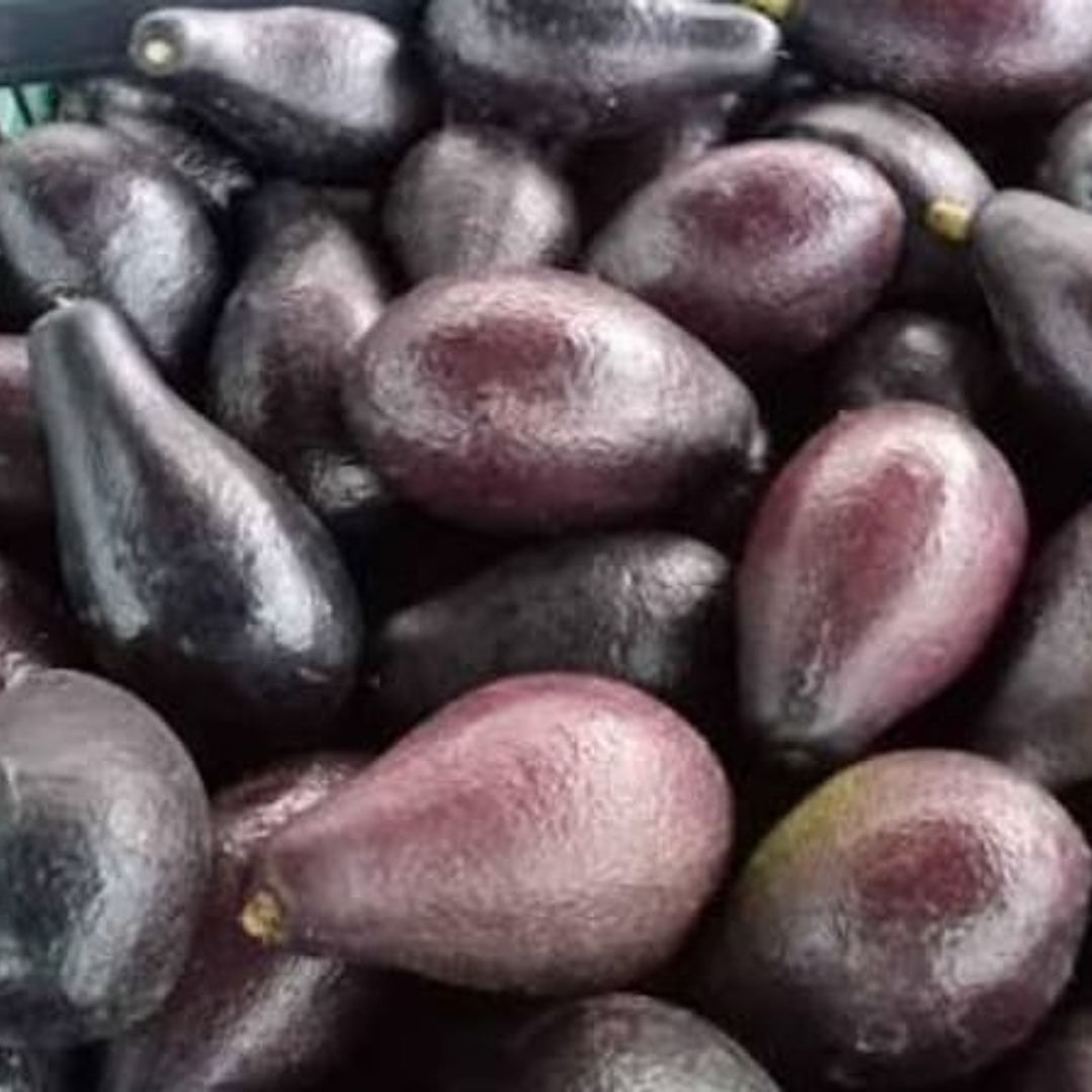 PALTA NEGRA DE LA CRUZ 1