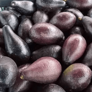 PALTA NEGRA DE LA CRUZ