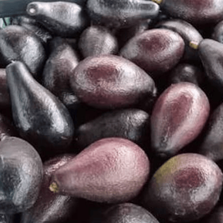 PALTA NEGRA DE LA CRUZ 1