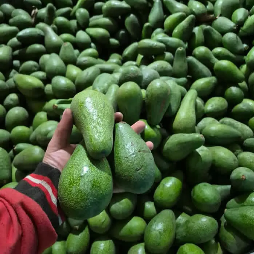 Palta fuerte 1