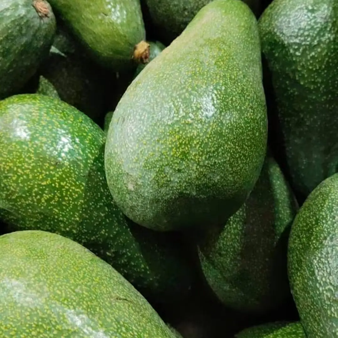 PALTA EDRANOL 1