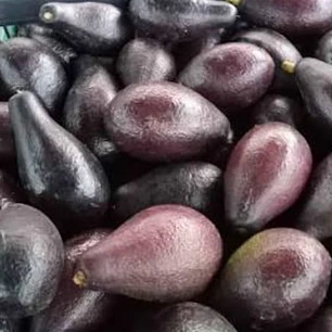 PALTA NEGRA DE LA CRUZ