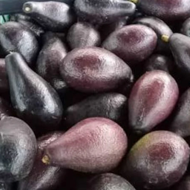 PALTA NEGRA DE LA CRUZ 1