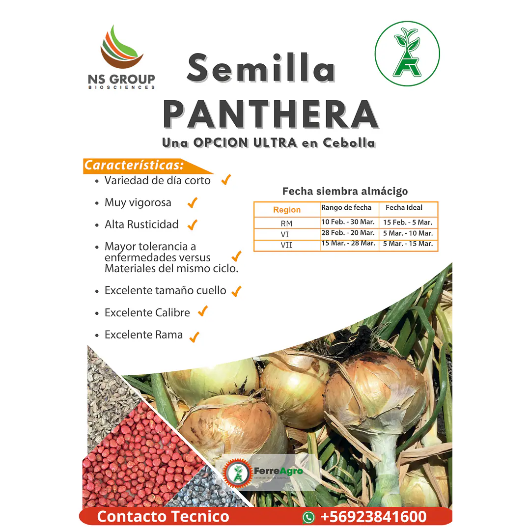 SEMILLA DE CEBOLLA PANTHERA 2