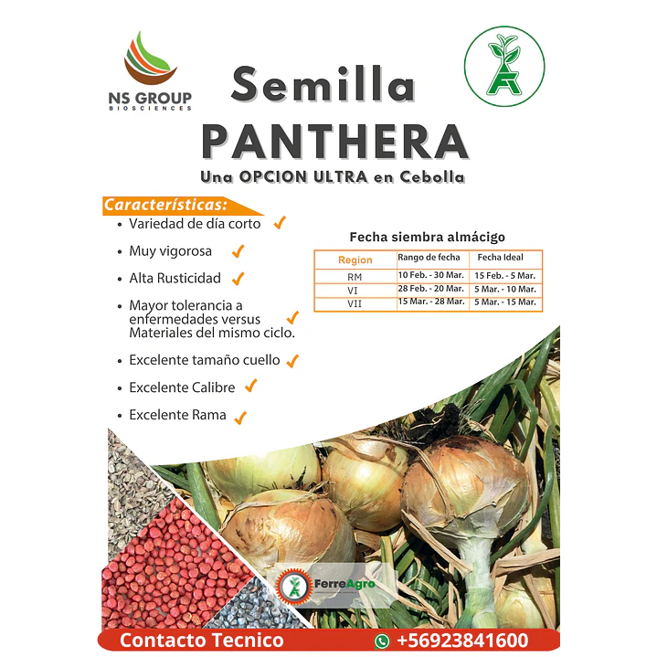SEMILLA DE CEBOLLA PANTHERA 2