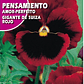 ROCALBA SEMILLA PENSAMIENTO ROJO/BEST GARDEN  - Miniatura 2