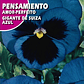 ROCALBA SEMILLA PENSAMIENTO AZUL 0.5 GRAMOS / BEST GARDEN  - Miniatura 2