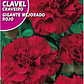 ROCALBA SEMILLA CLAVEL GIGANTE ROJO 1 GR / BEST GARDEN  - Miniatura 2