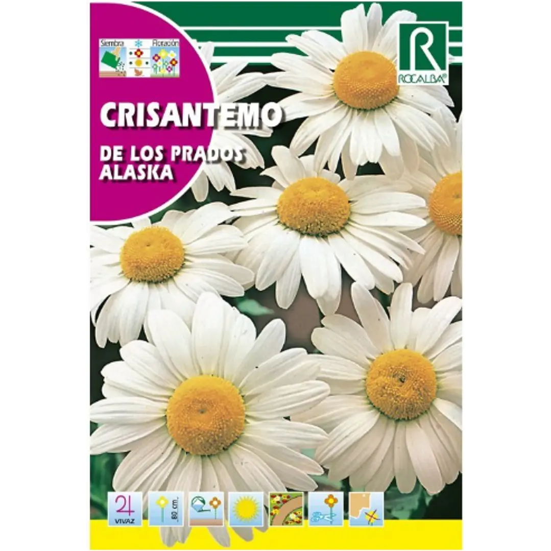 ROCALBA SEMILLA CRISANTEMO DE LOS PRADOS 2