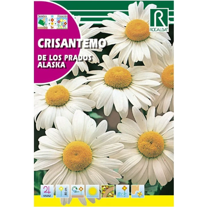 ROCALBA SEMILLA CRISANTEMO DE LOS PRADOS 2