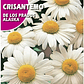 ROCALBA SEMILLA CRISANTEMO DE LOS PRADOS 3 GRS / BEST GARDEN  - Miniatura 2