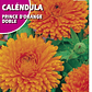 ROCALBA SEMILLA CALÉNDULA PRINCE 10 GRS/ BEST GARDEN - Miniatura 2
