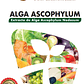 NUTRIFERT ALGA ASCOPHYLUM 1L - Miniatura 2