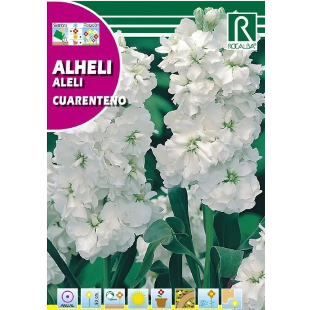 ROCALBA SEMILLA ALHELI BLANCO 2