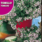 ROCALBA SEMILLA TOMILLO 1 GR / BEST GARDEN  - Miniatura 2