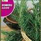 ROCALBA SEMILLA ROMERO/BEST GARDEN  - Miniatura 2