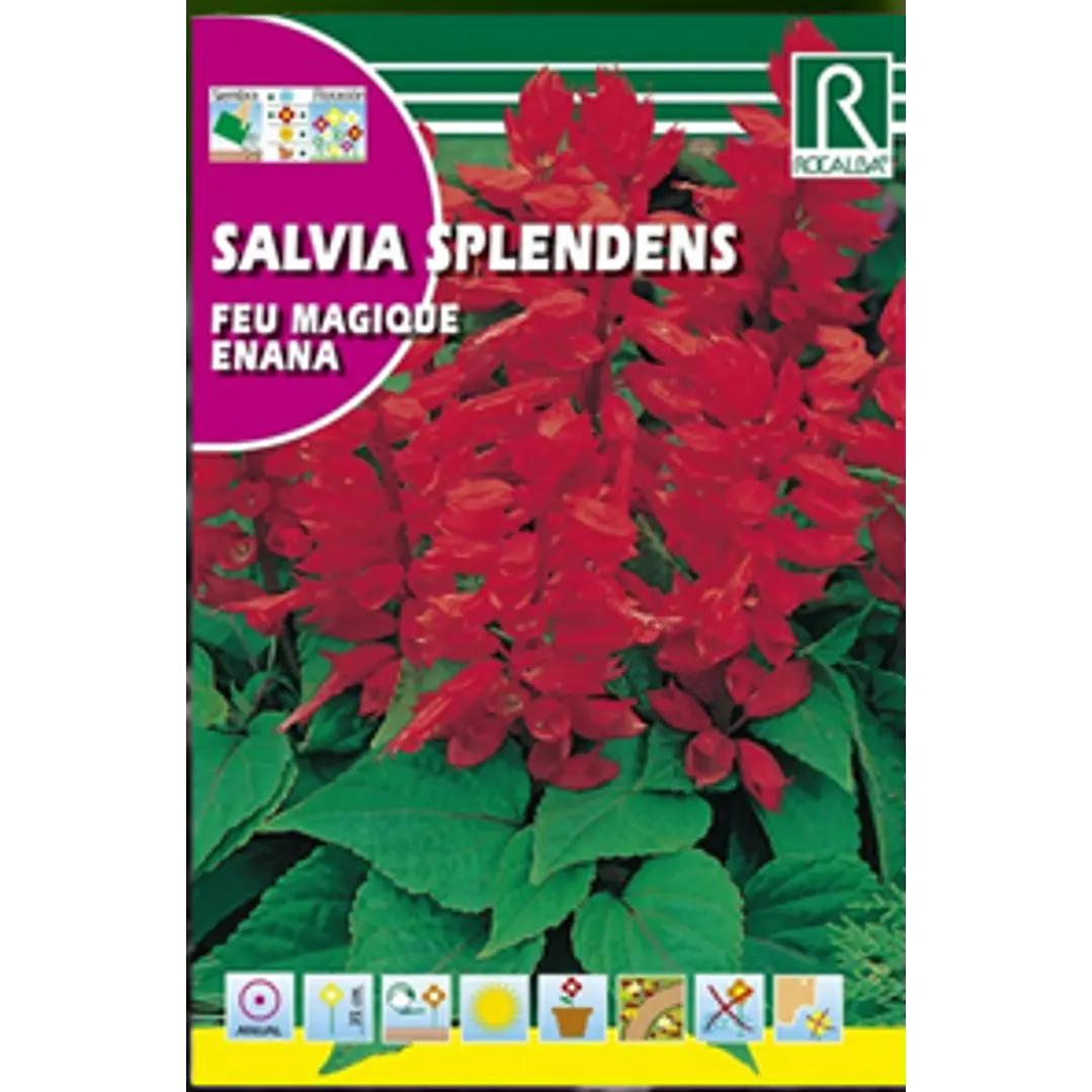 ROCALBA SALVIA SPLENDENS 2