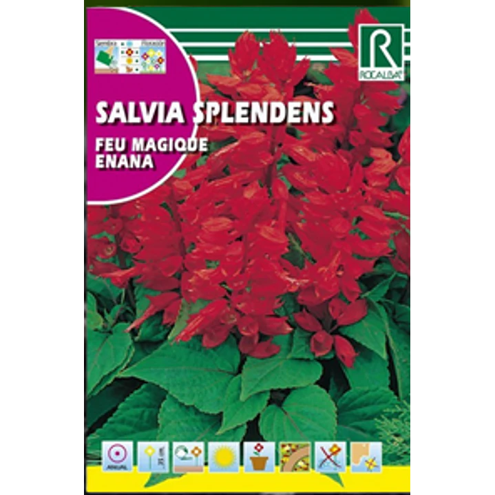 ROCALBA SALVIA SPLENDENS 2