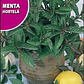 ROCALBA SEMILLA MENTA 0.05 GRS / BEST GARDEN  - Miniatura 2