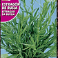 ROCALBA SEMILLA ESTRAGON - Miniatura 2