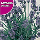 ROCALBA SEMILLA DE LAVANDA 1 GR/ BEST GARDEN  - Miniatura 2