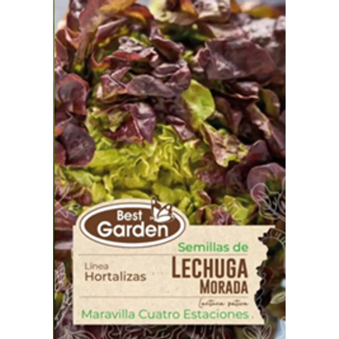  SEMILLA LECHUGA MORADA 5 GR/ BEST GARDEN  2