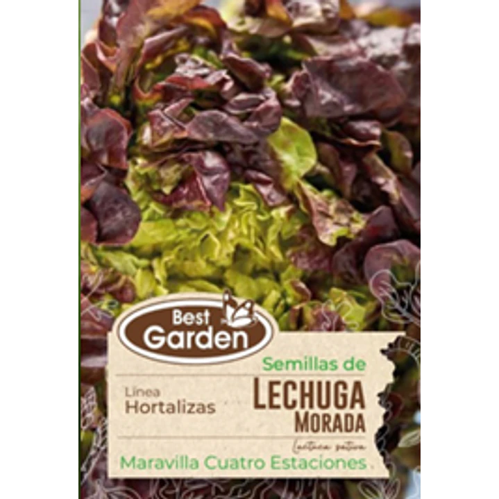  SEMILLA LECHUGA MORADA 5 GR/ BEST GARDEN  2
