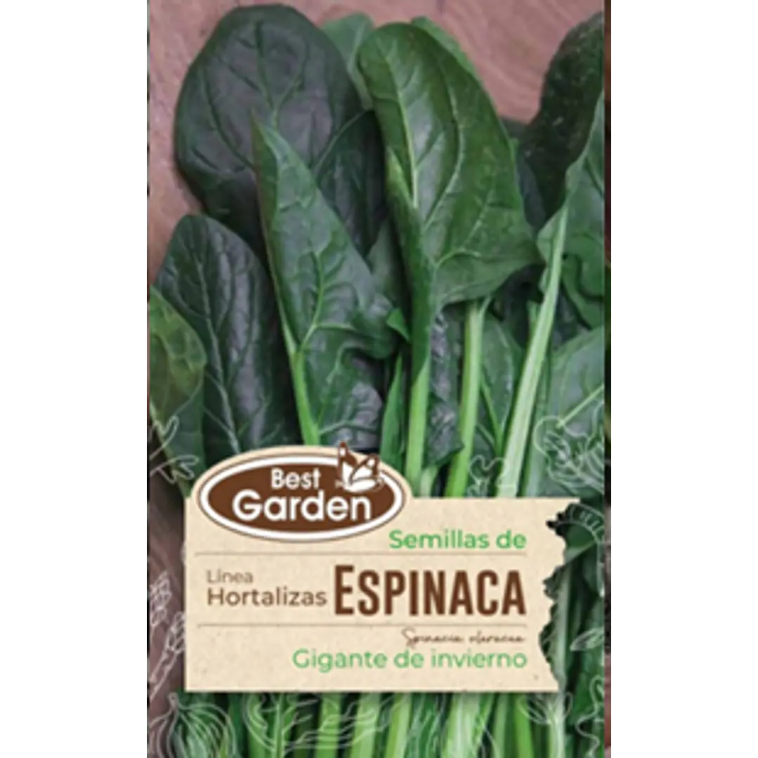 SEMILLA ESPINACA (GIGANTE DE INVIERNO)5 GRS /BEST GARDEN  2
