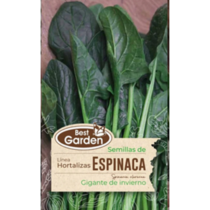 SEMILLA ESPINACA (GIGANTE DE INVIERNO)5 GRS /BEST GARDEN  2