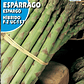 ROCALBA SEMILLA DE ESPARRAGO 3 GRS/ BEST GARDEN  - Miniatura 2