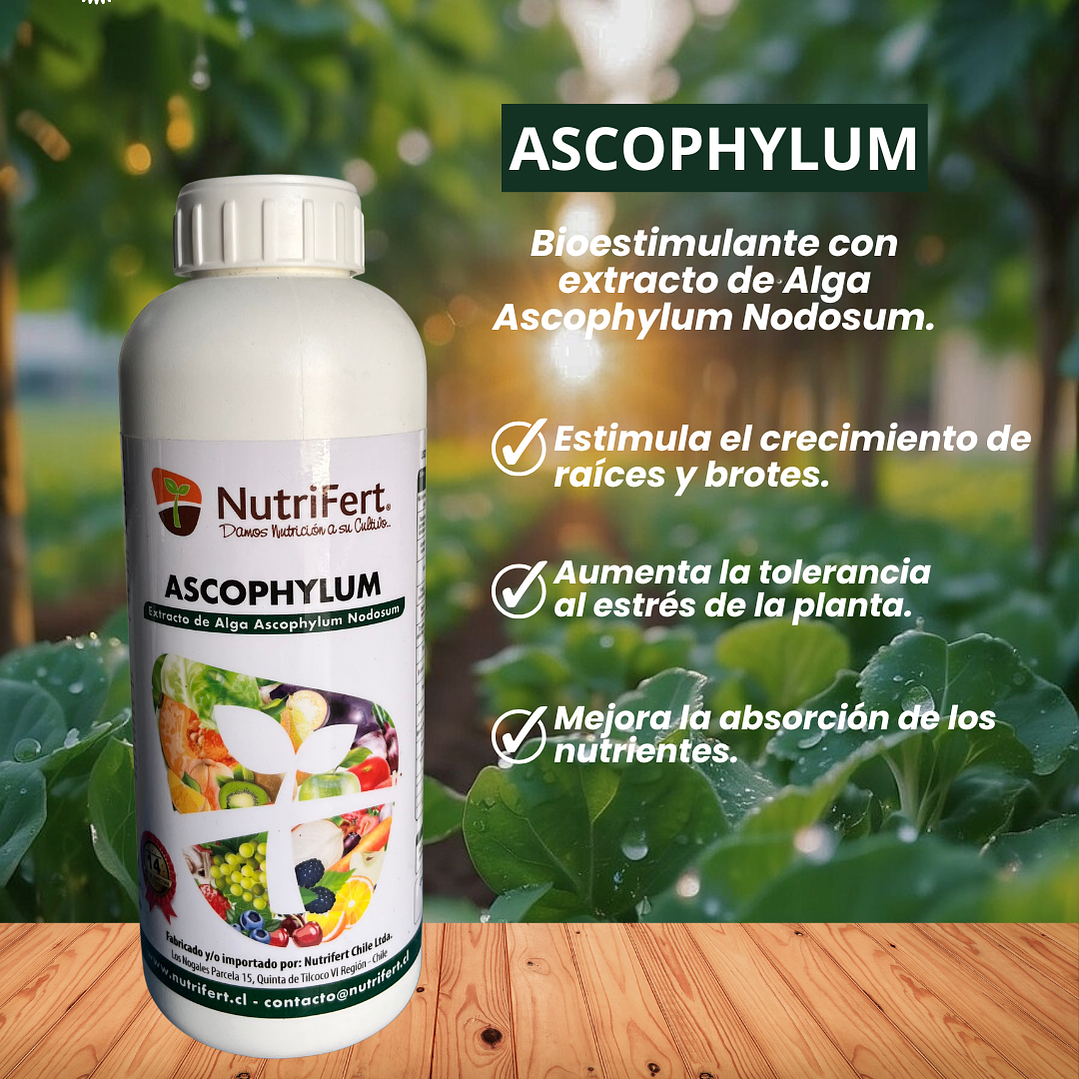 NUTRIFERT ALGA ASCOPHYLUM 1L 1