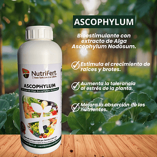 NUTRIFERT ALGA ASCOPHYLUM 1L