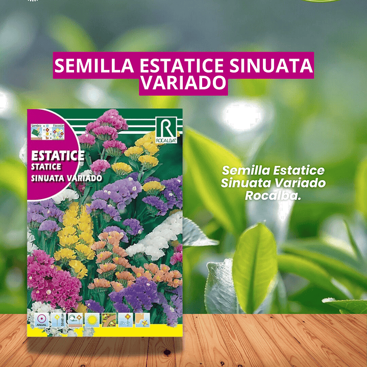ROCALBA SEMILLA ESTATICE SINUATA VARIADO 1 GRAMO/BEST GARDEN  1