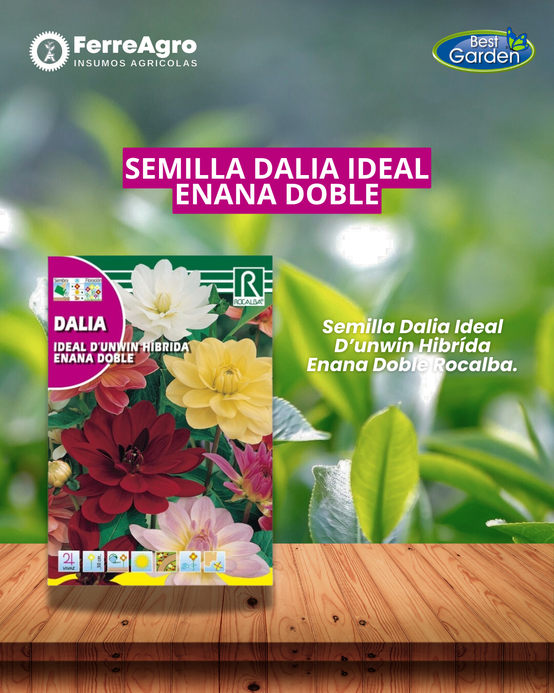 ROCALBA SEMILLA DALIA IDEAL