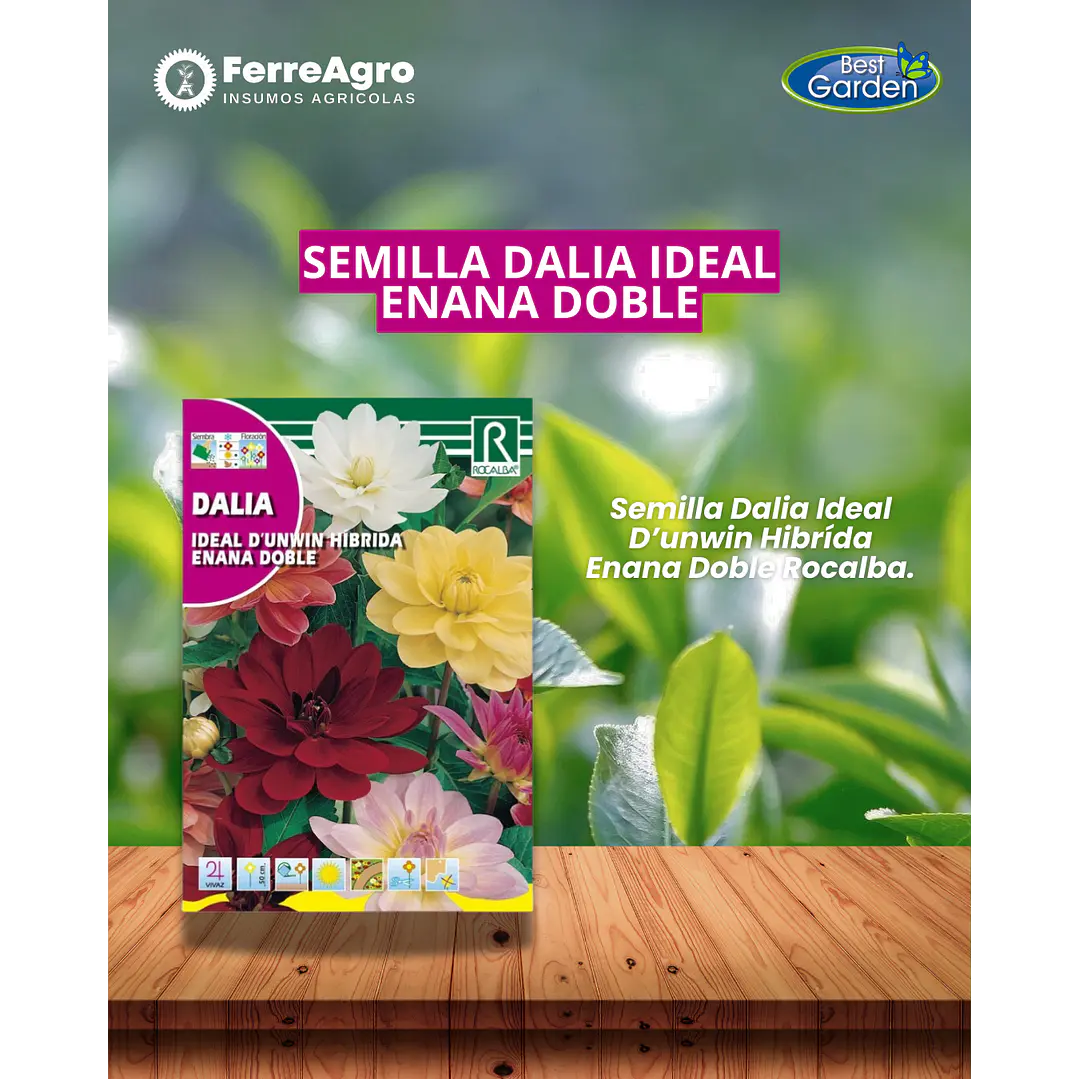 ROCALBA SEMILLA DALIA IDEAL 1