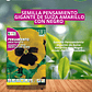 ROCALBA SEMILLA PENSAMIENTO AMARILLO 0.5 GRAMOS /BEST GARDEN  - Miniatura 1