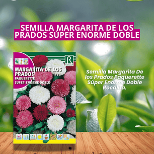ROCALBA SEMILLA MARGARITA LOS PRADOS 0.2 GRS/BEST GARDEN 