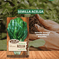 SEMILLA ACELGA 5 GRS / BEST GARDEN  - Miniatura 1