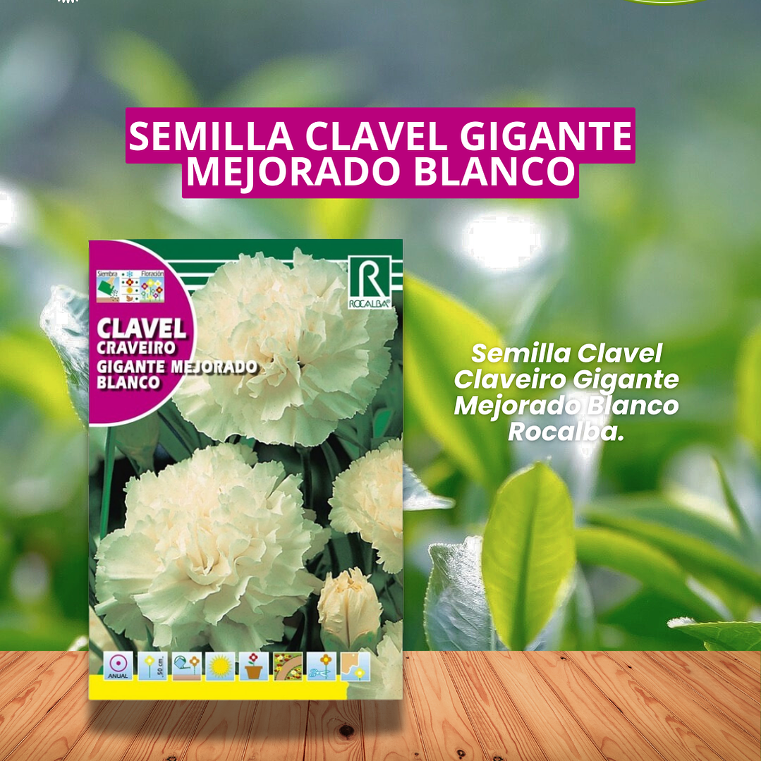 ROCALBA SEMILLA CLAVEL GIGANTE BLANCO 1 GR / BEST GARDEN  1